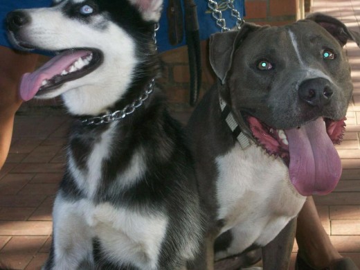 el Husky se llama Wolf y el Pit.. se llama  Arnold ..